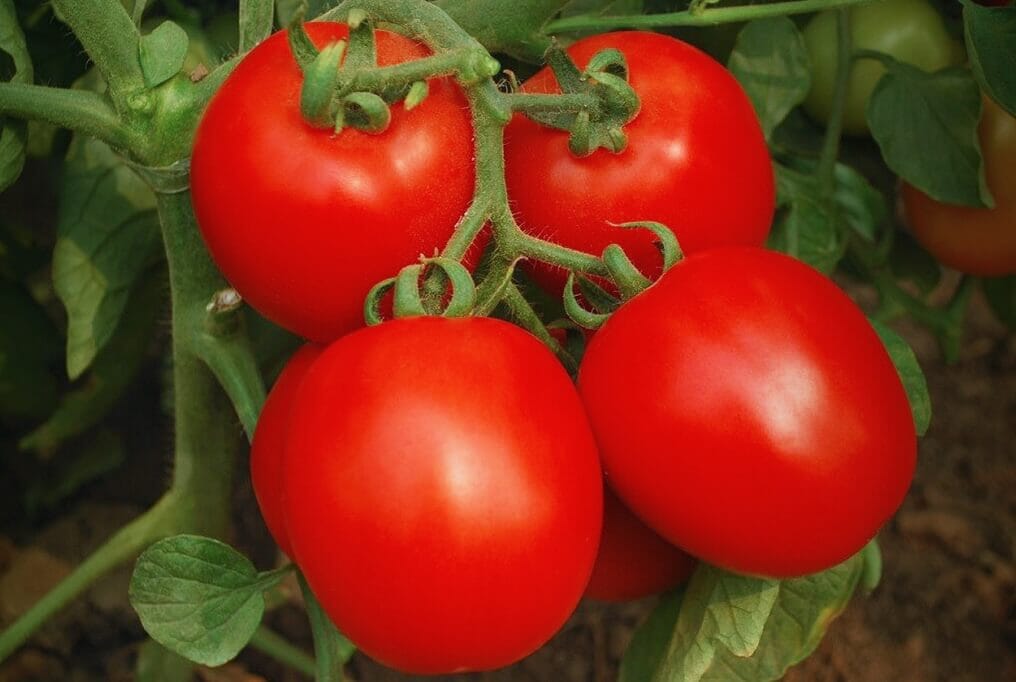 Invincible Hybrid Tomato F1