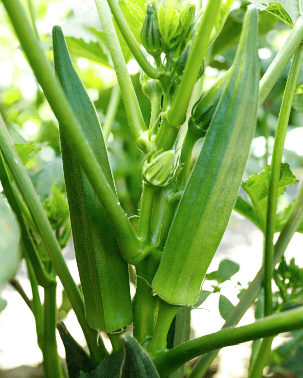 Jambalaya Okra 2.0 - Image 2