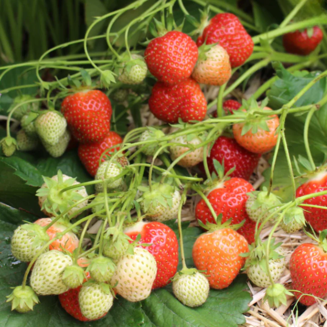 Jewel Strawberry Bare Roots