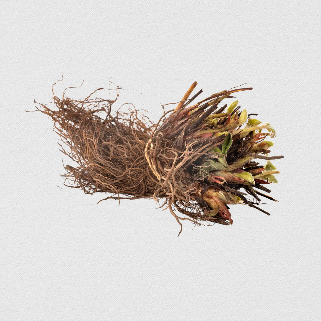 Jewel Strawberry Bare Roots - Image 3
