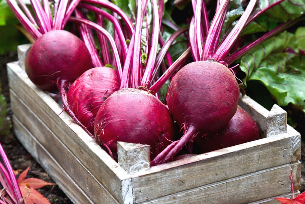 Kestrel Hybrid Beet F1