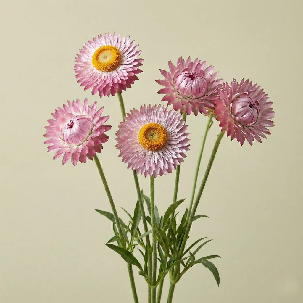 King Size Silvery Rose Strawflower