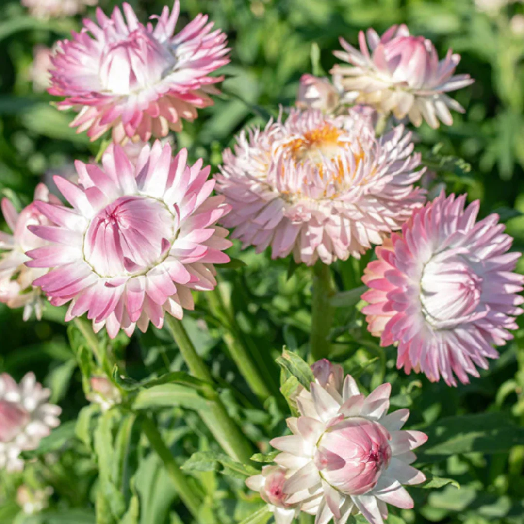 King Size Silvery Rose Strawflower - Image 2