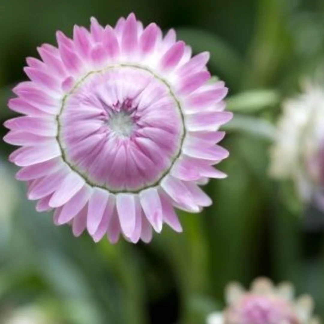 King Size Silvery Rose Strawflower - Image 3