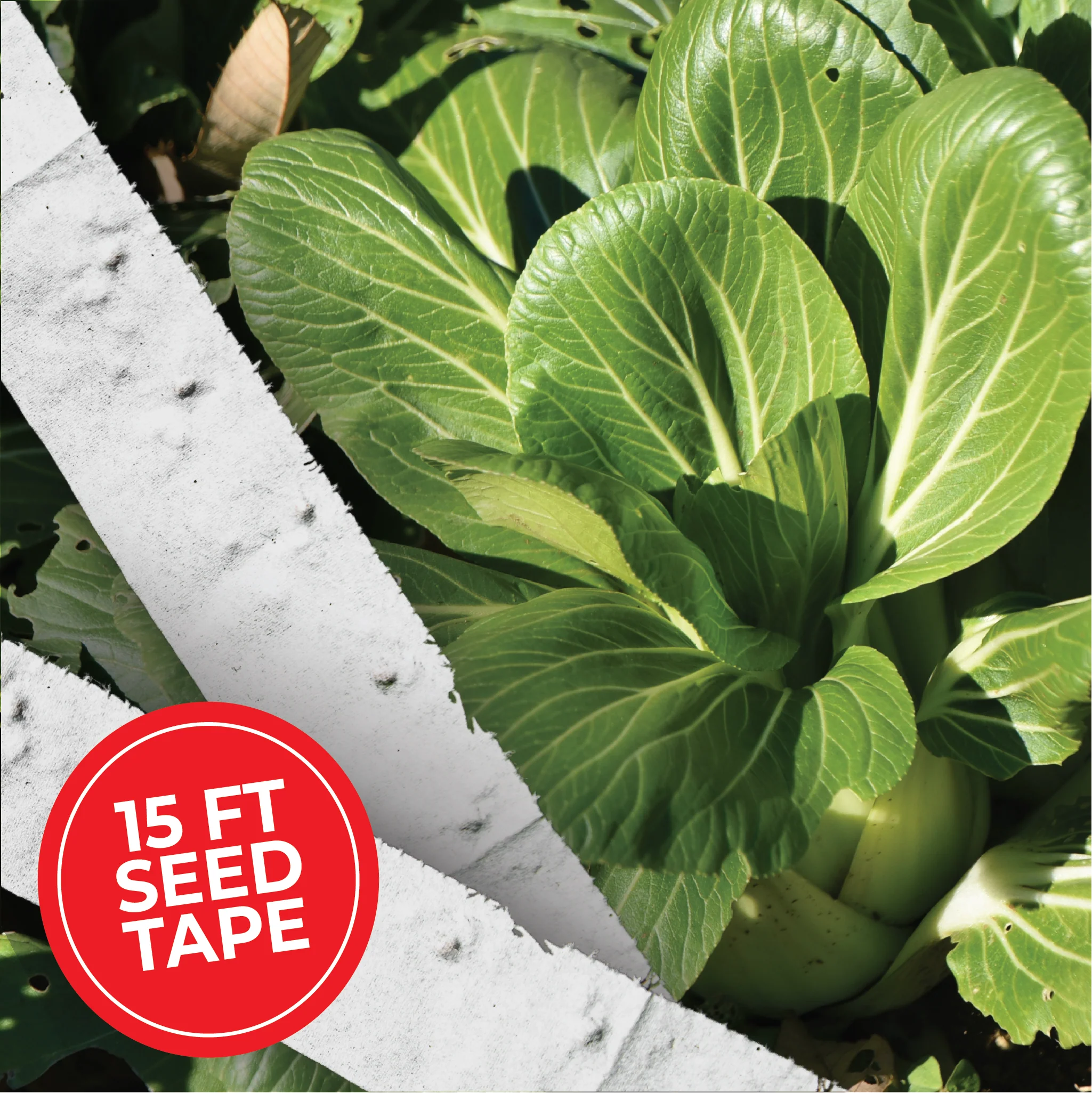 Komatsuna Mustard Seed Tape