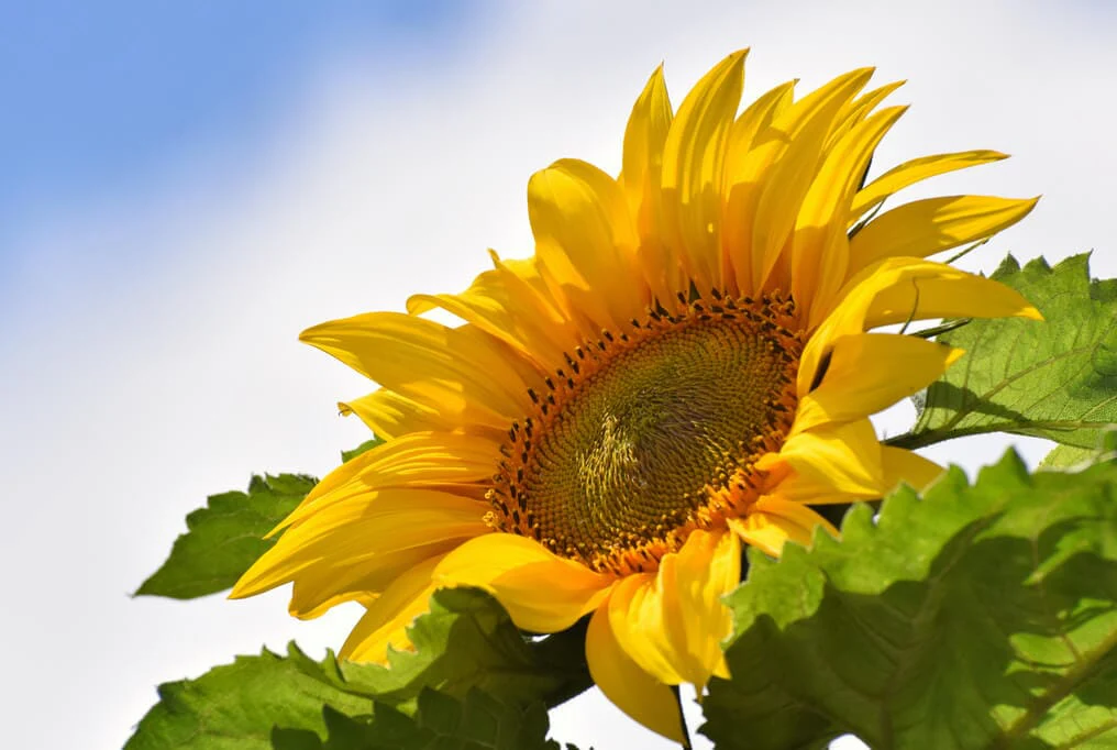 Kong Giant Sunflower