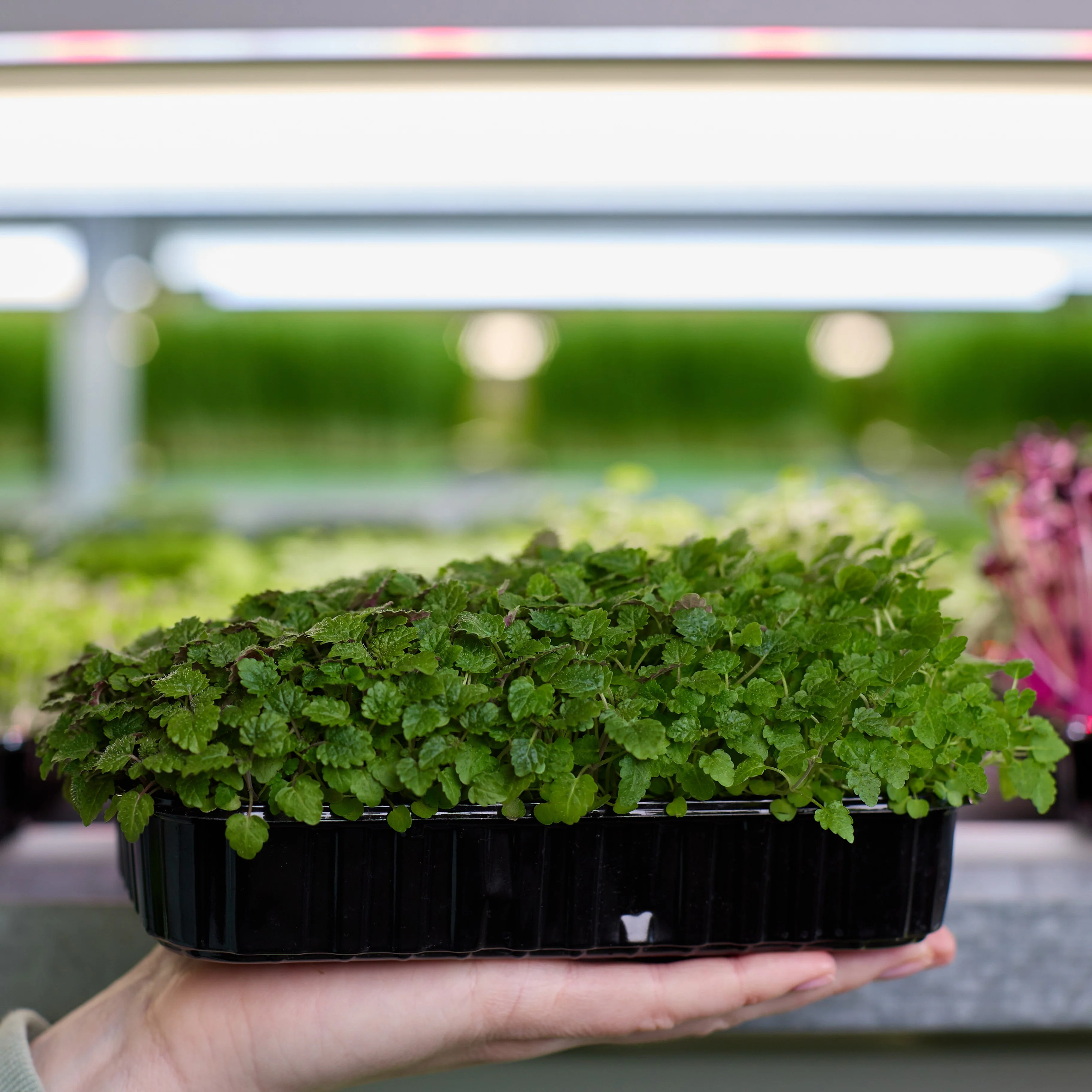 Lemon Balm Microgreens