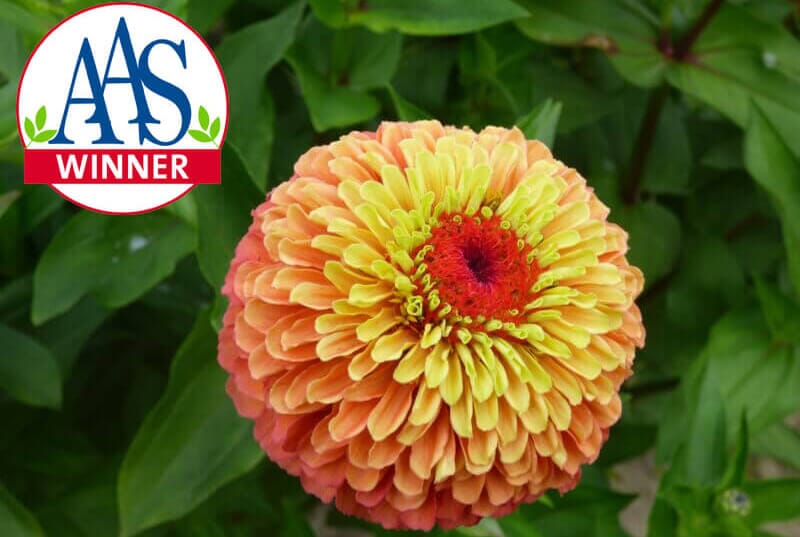 Lime Orange Queeny Zinnia