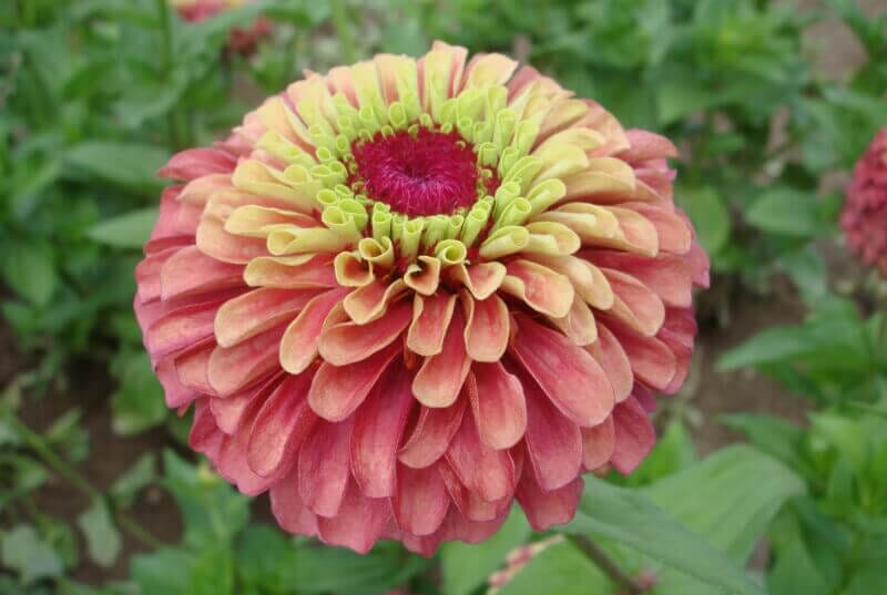 Lime Red Queeny Zinnia - Image 2