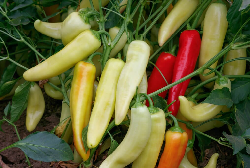 Lola Banana Hybrid Pepper F1