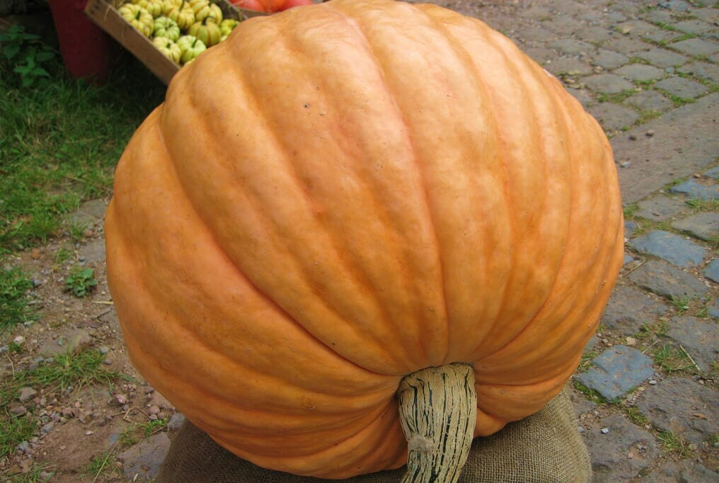Mammoth Gold Pumpkin
