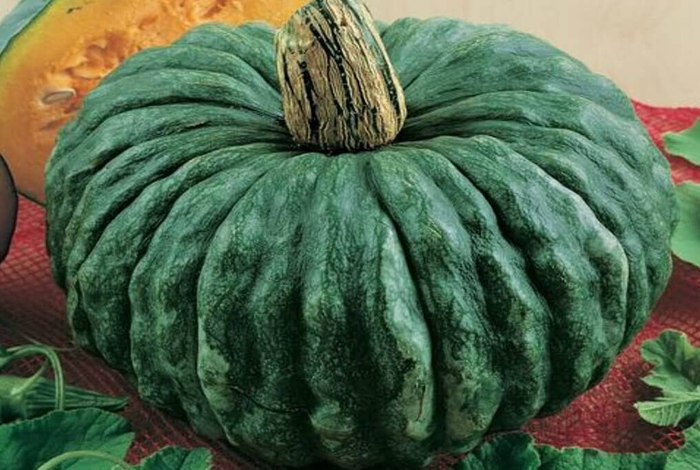 Marina Di Chioggia Pumpkin