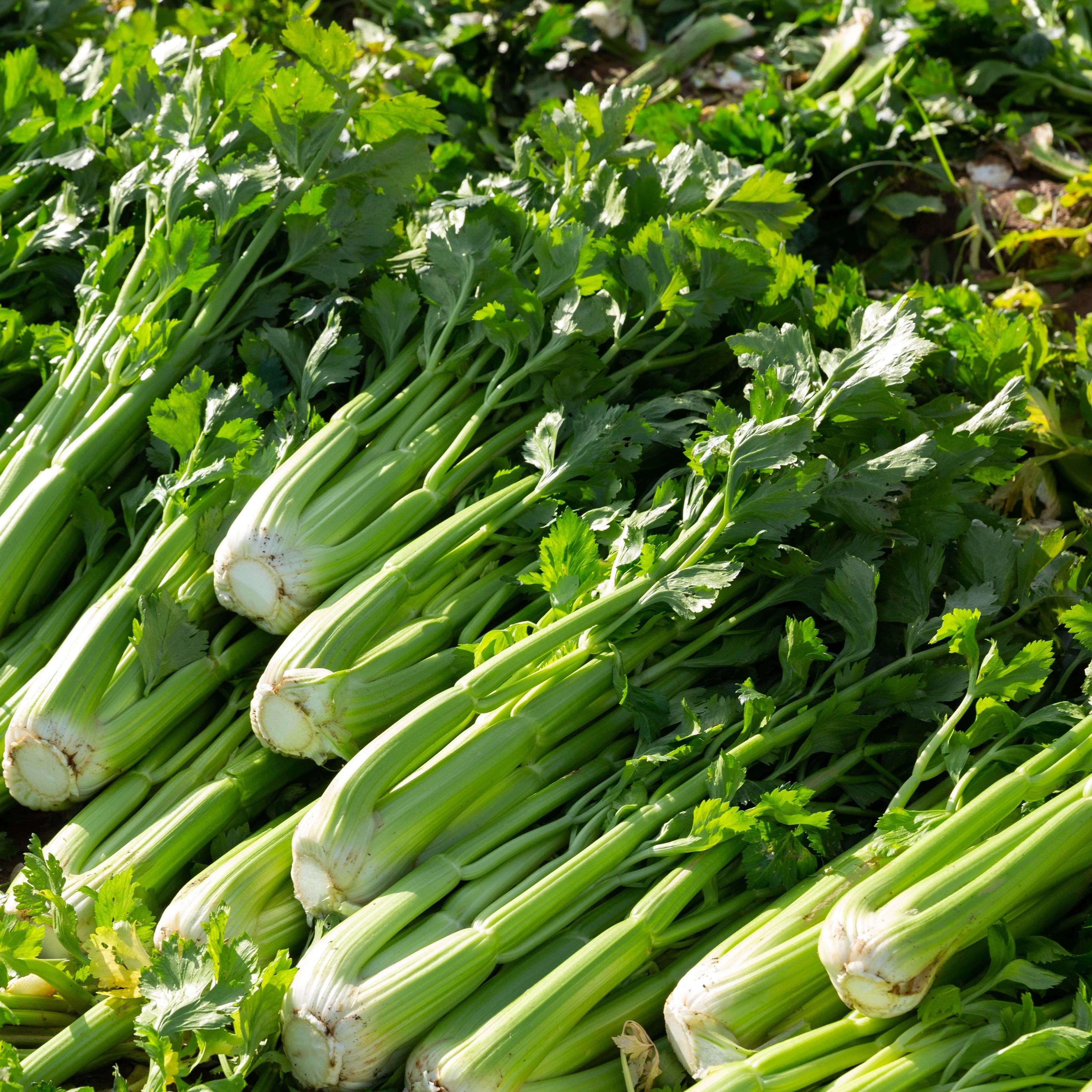 Merengo F1 Hybrid Celery