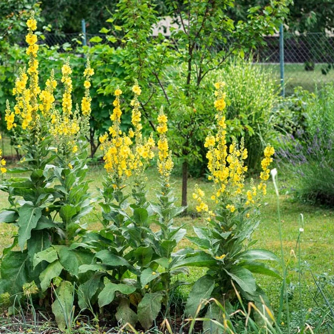 Mullein