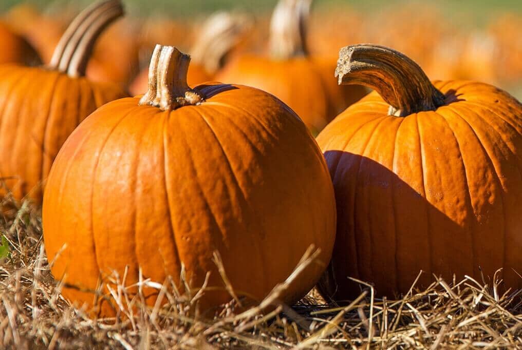 Mustang PMR Hybrid Pumpkin F1