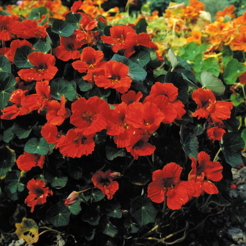 Nasturtium Empress of India