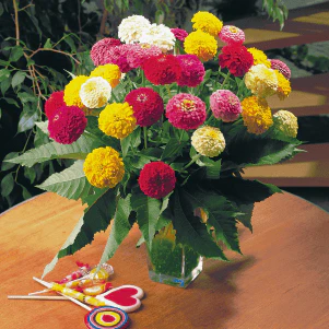 Oklahoma Zinnia Mix - Image 3