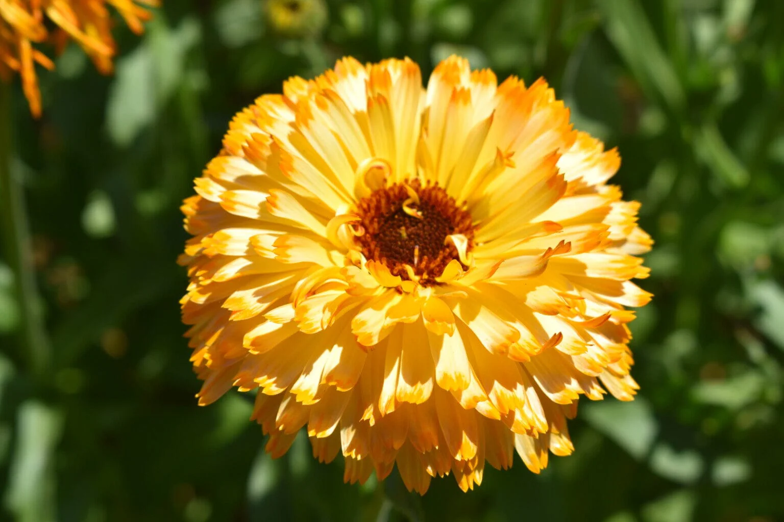 Pacific Apricot Beauty Calendula