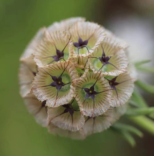 Paper Moon Scabiosa - Image 3