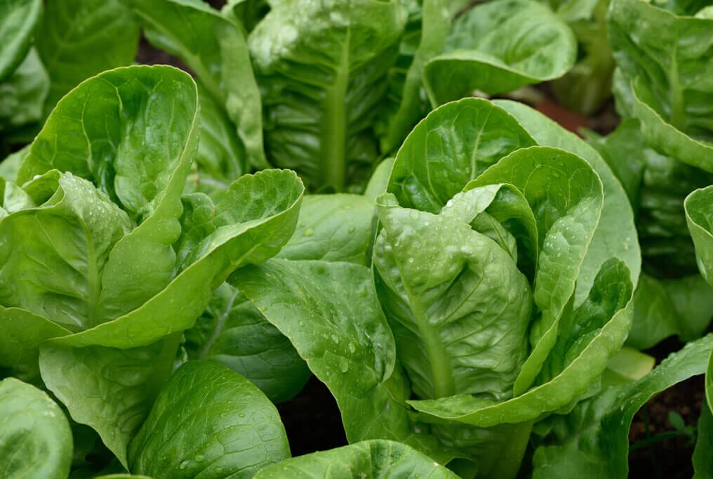 Parris Island Romaine