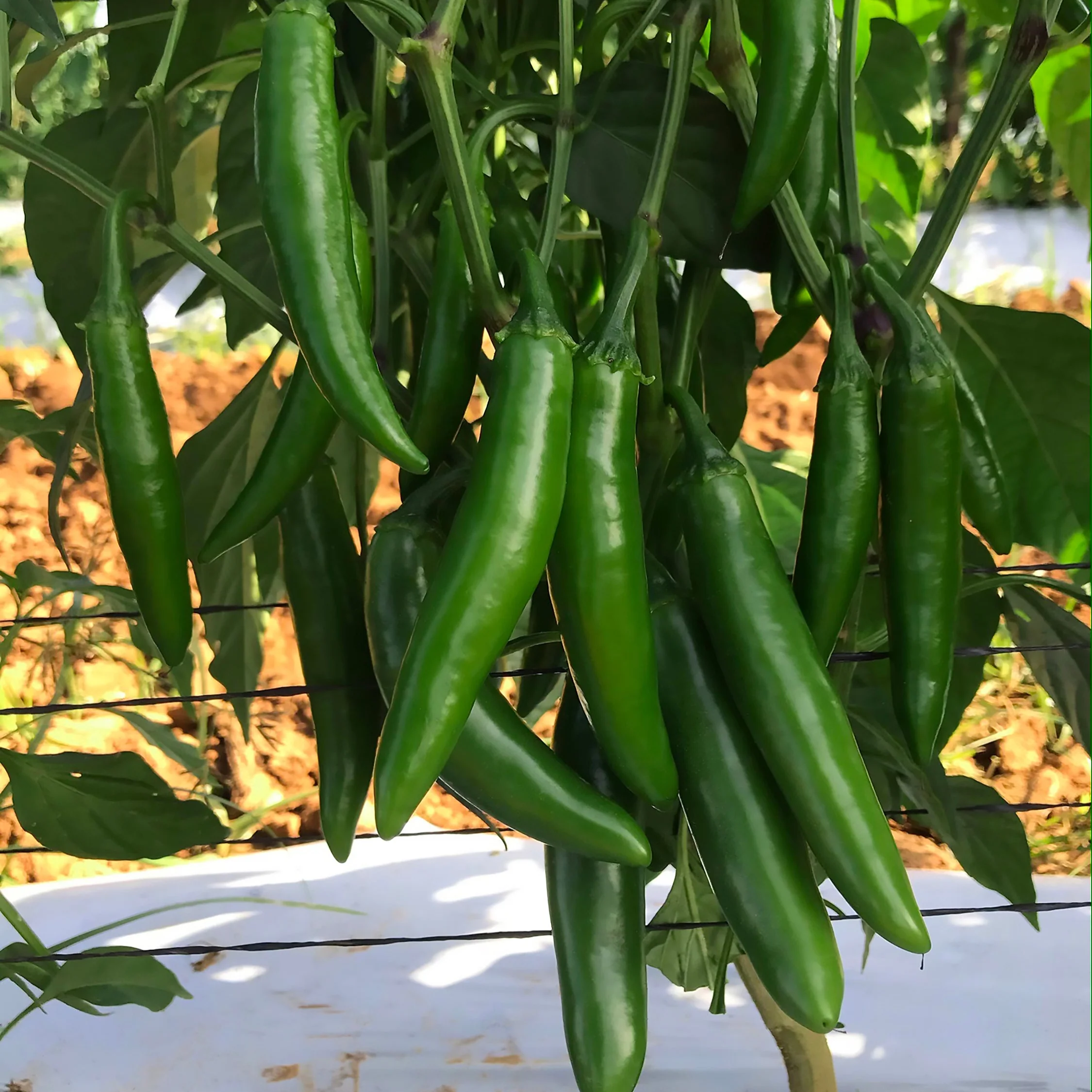 Pathfinder Serrano Pepper