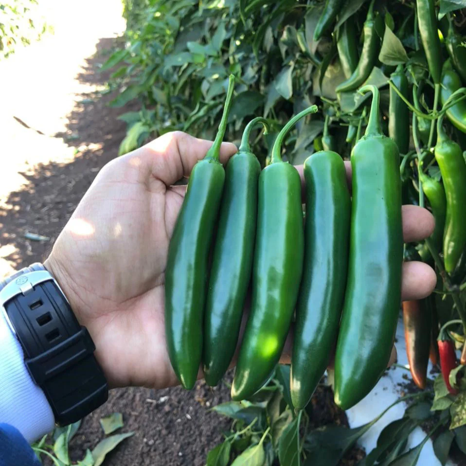 Pathfinder Serrano Pepper - Image 2