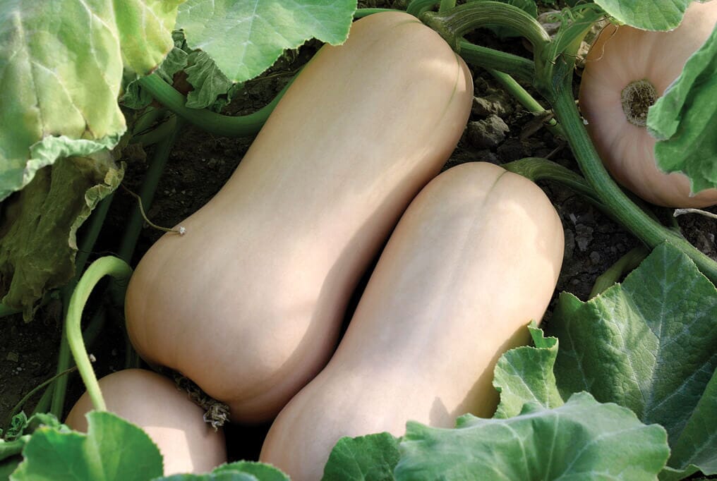 Polaris Butternut Squash F1