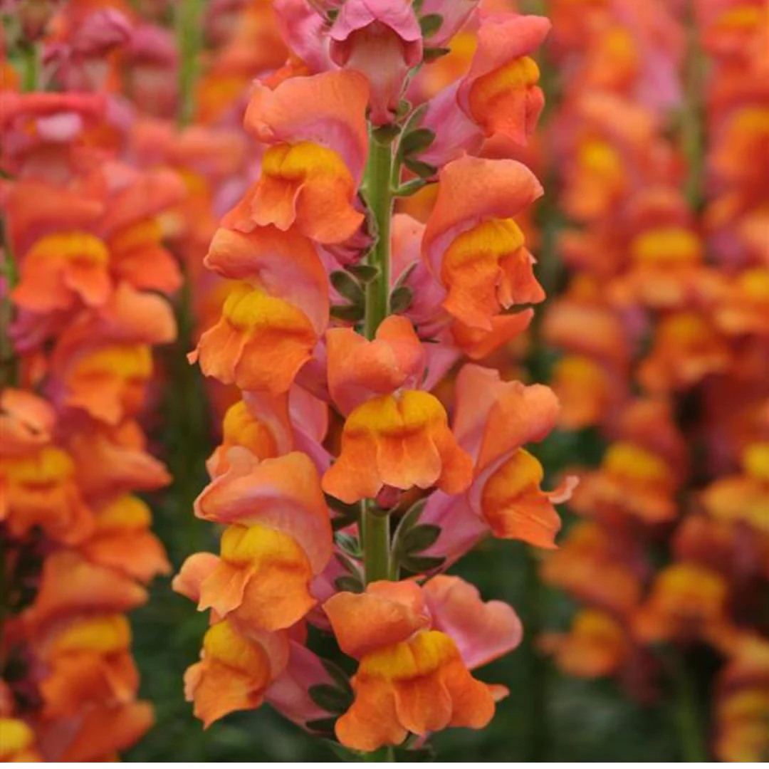 Potomac Orange Snapdragon - Image 3