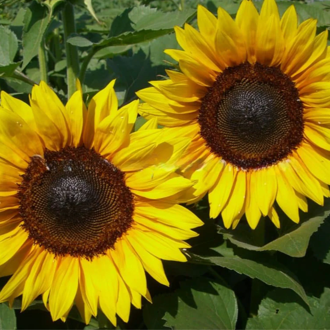 ProCut® Brilliance Sunflower
