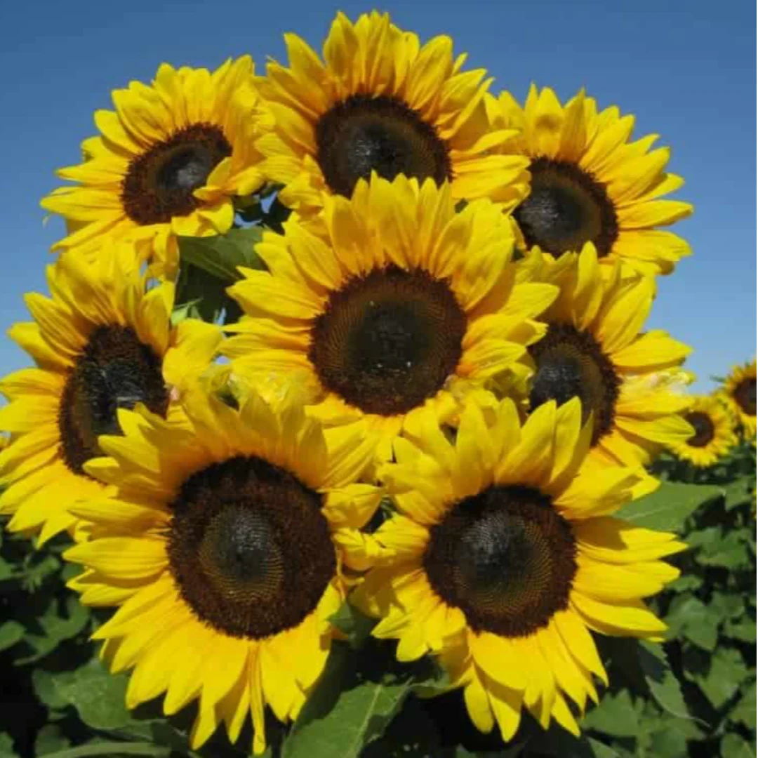 ProCut® Brilliance Sunflower - Image 2