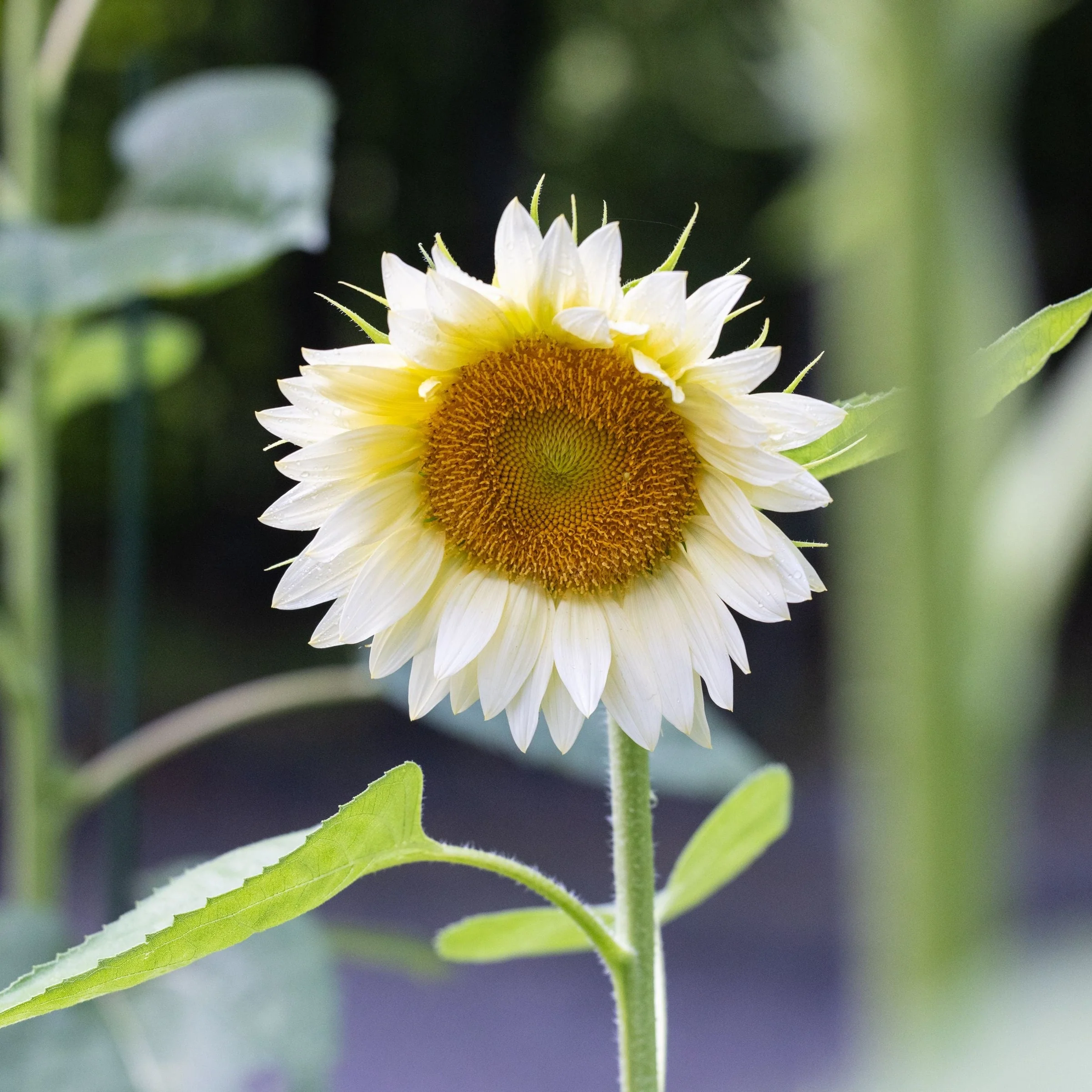 ProCut White Lite Sunflower