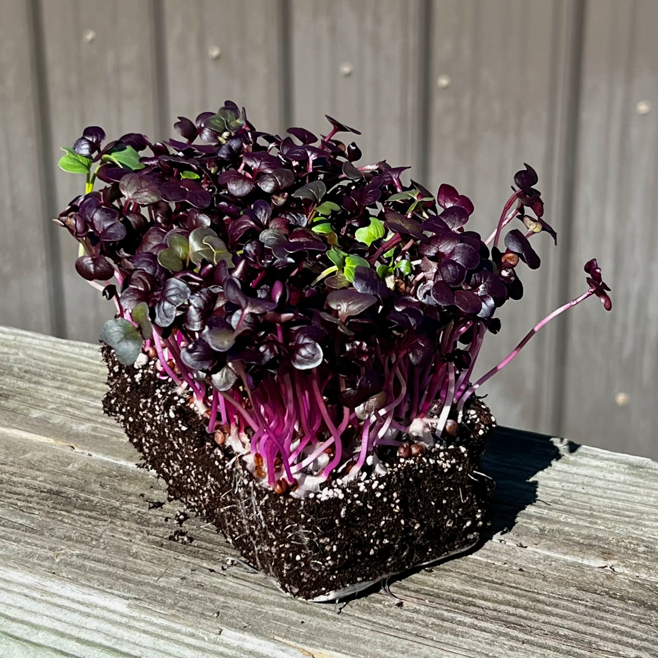 Rambo Radish Microgreens