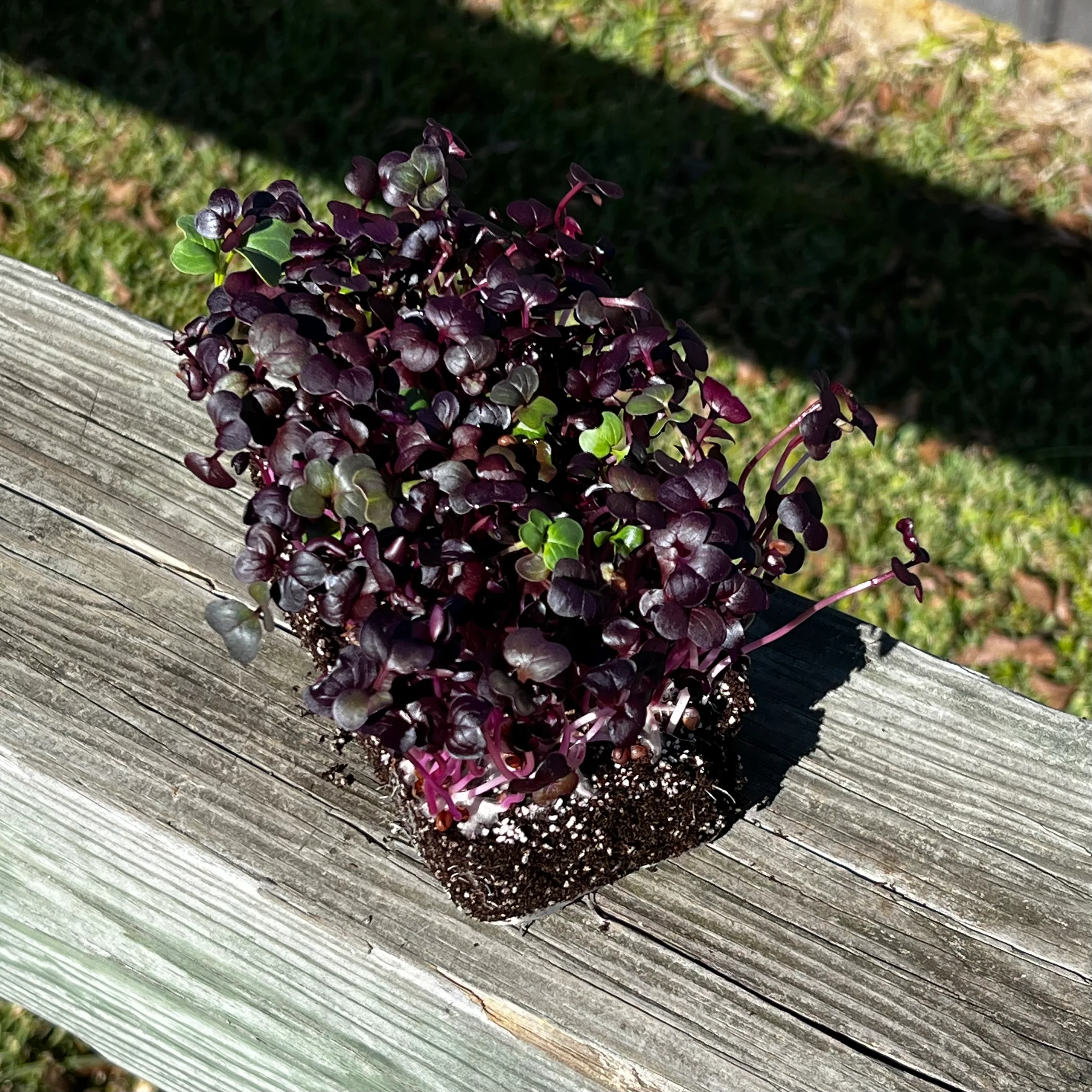 Rambo Radish Microgreens - Image 2