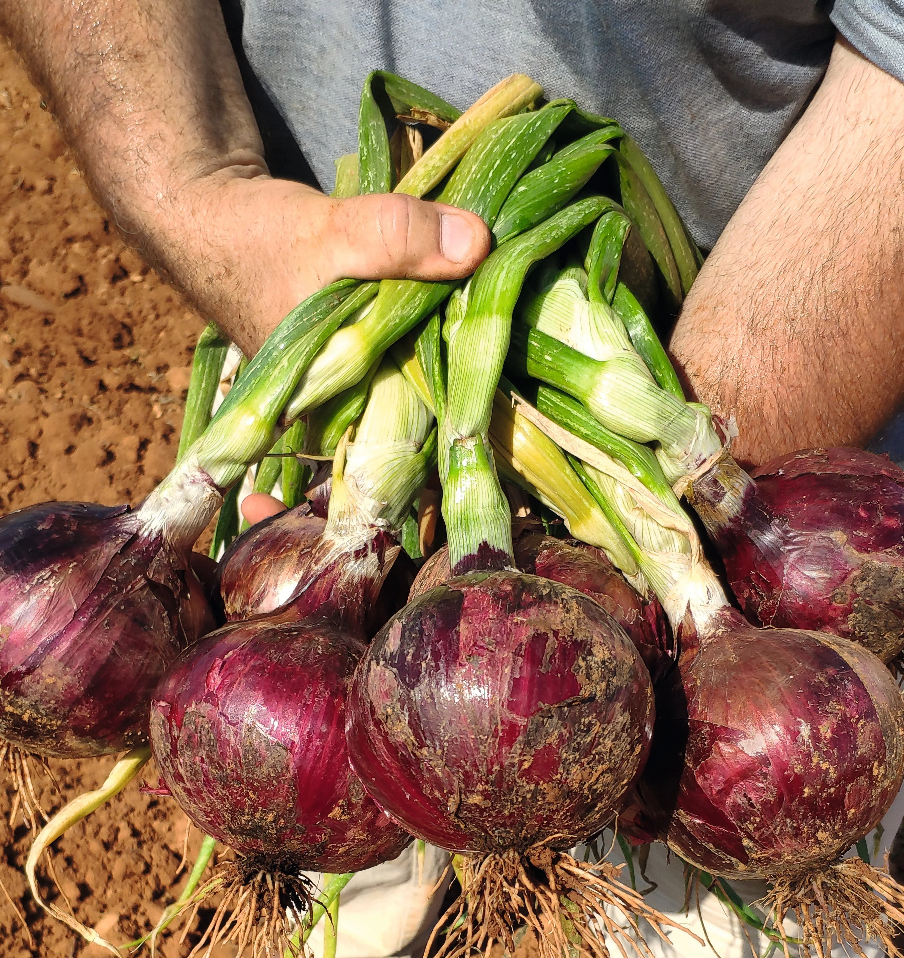 Red Angel Hybrid Onion F1