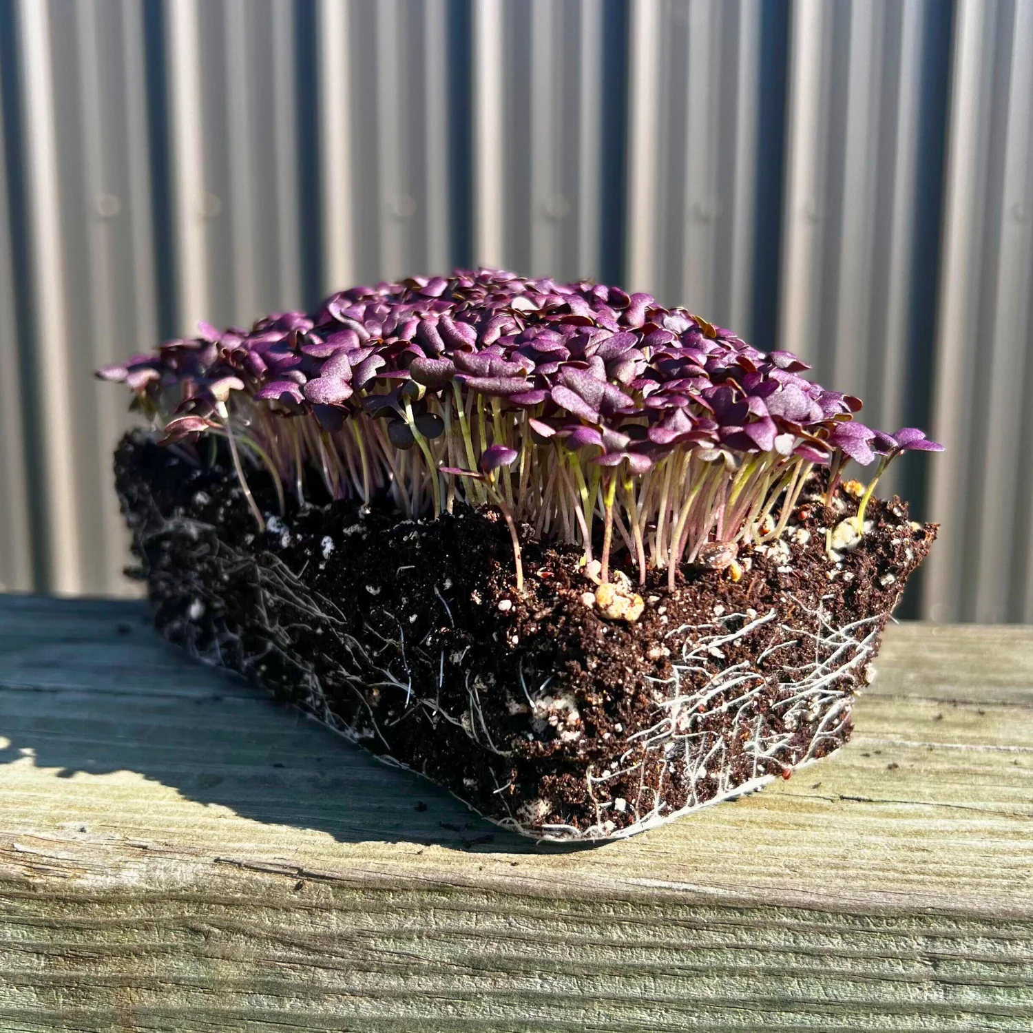 Red Lace Mustard Microgreens