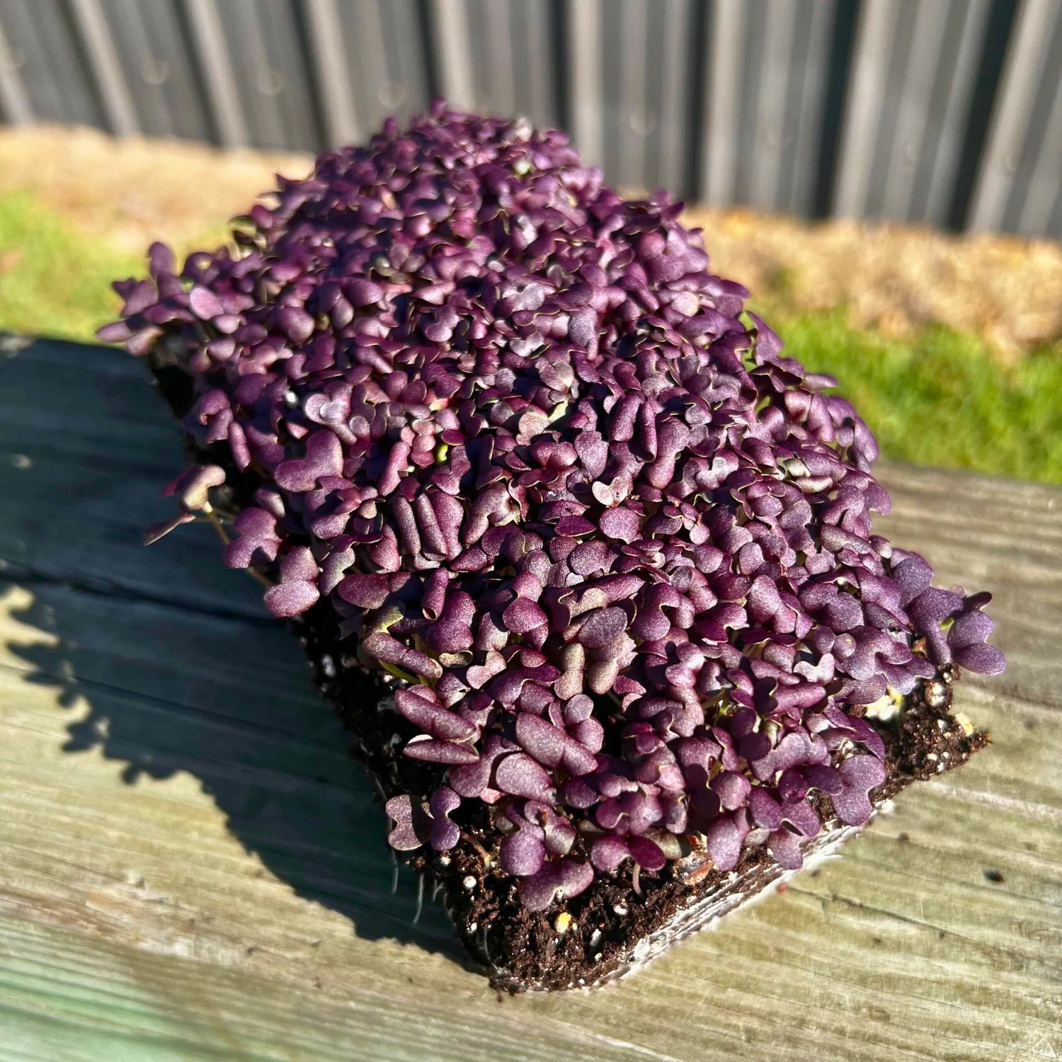 Red Lace Mustard Microgreens - Image 2
