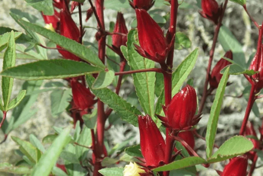 St. Kitts Roselle Hibiscus