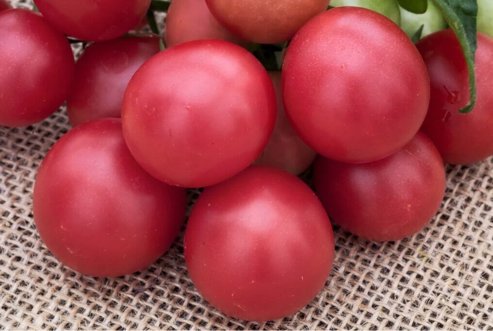 Rosy Finch Tomato