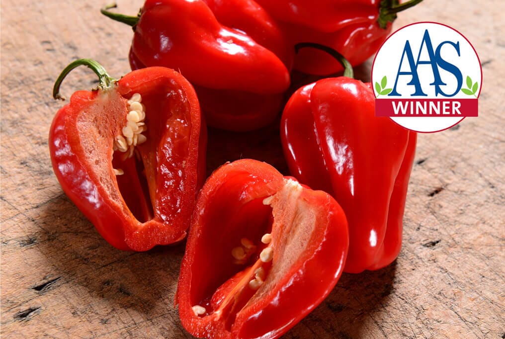 Roulette Heatless Hybrid Habanero F1 - Image 2