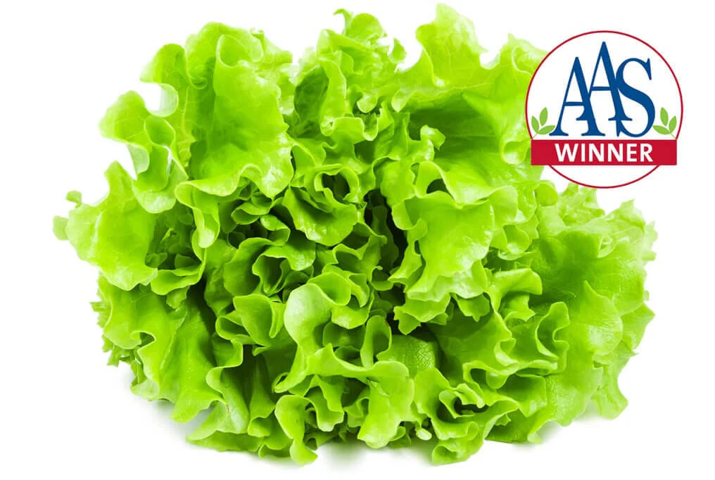 Salad Bowl Green Lettuce