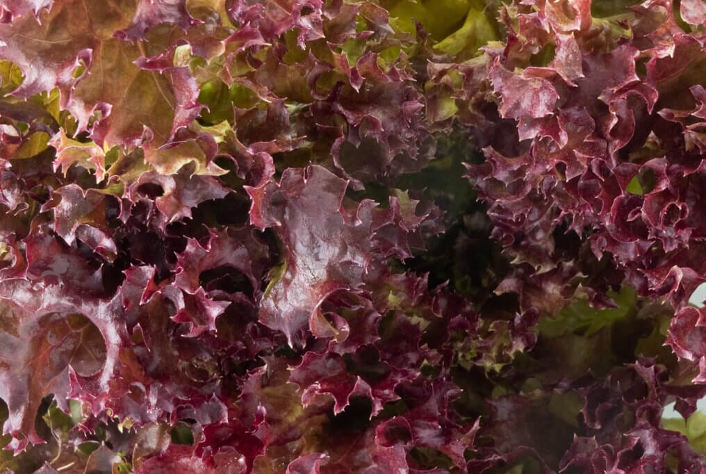 Salad Bowl Red Lettuce