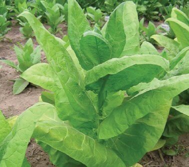 Shirey Dark Tobacco