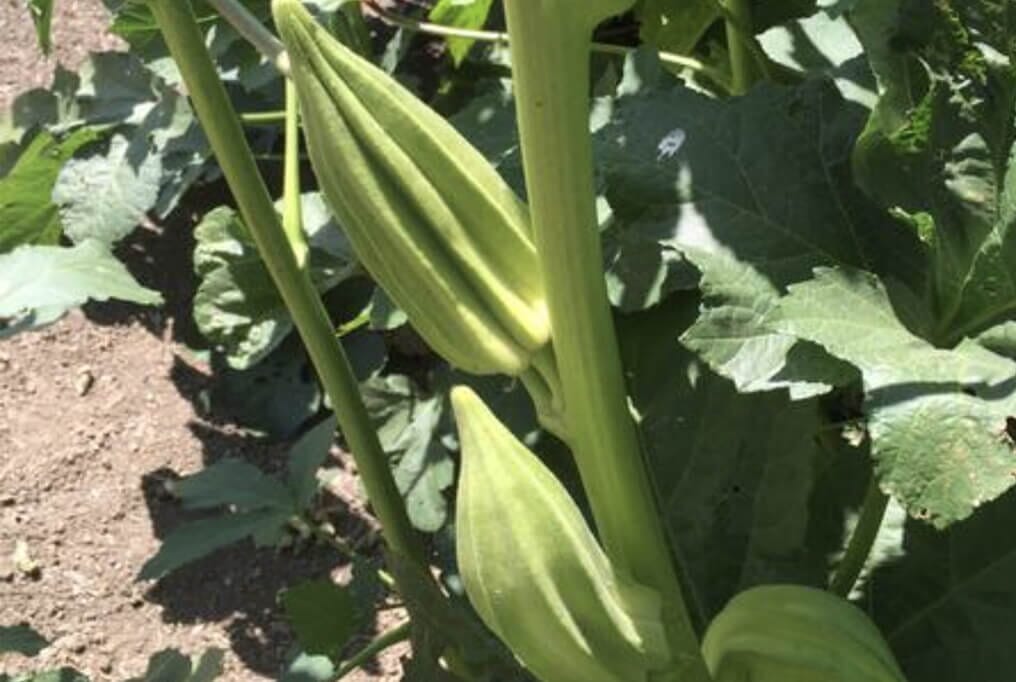 Star of David Okra