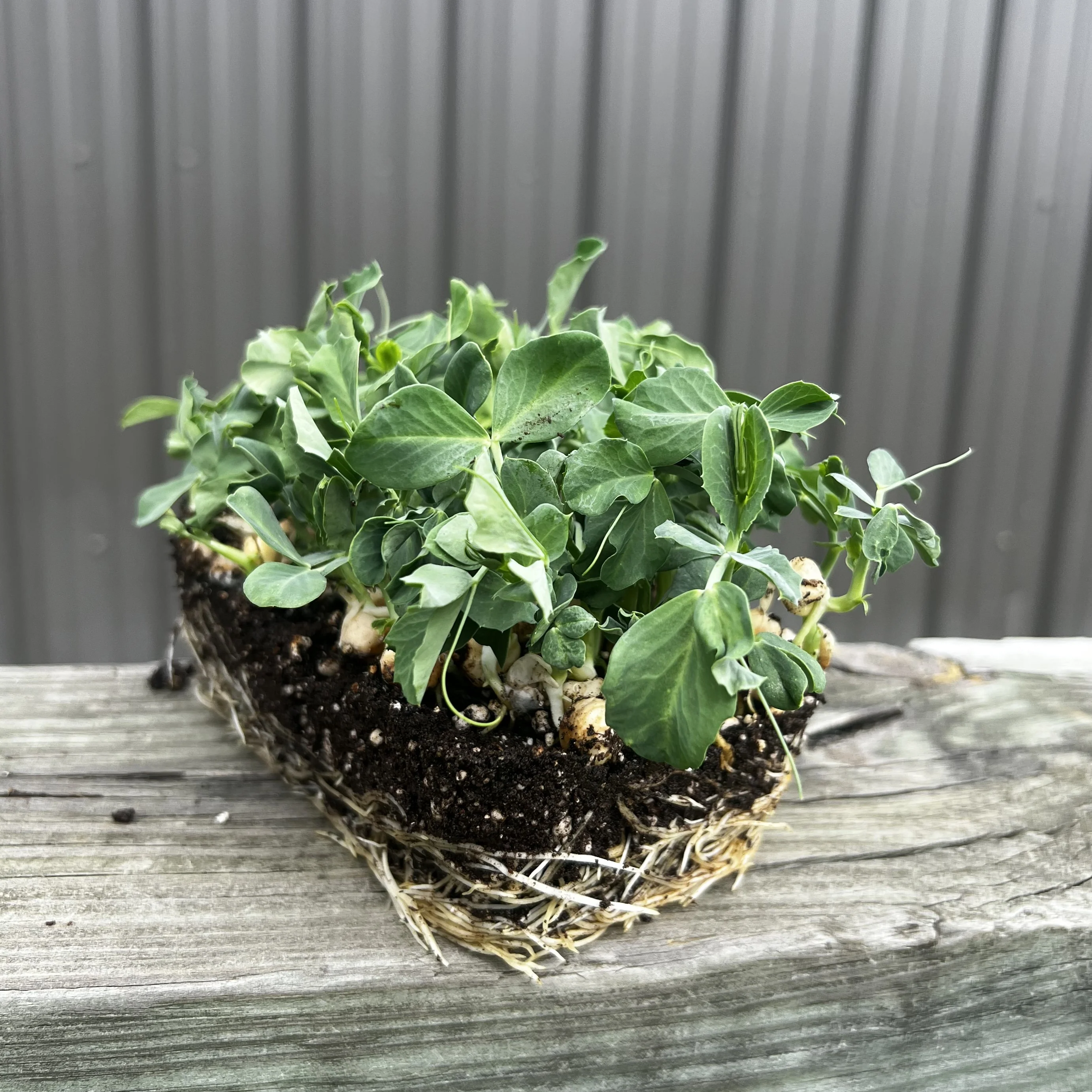 Sugar Prince Pea Microgreens