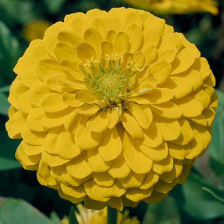 Sun Gold Zinnia - Image 2