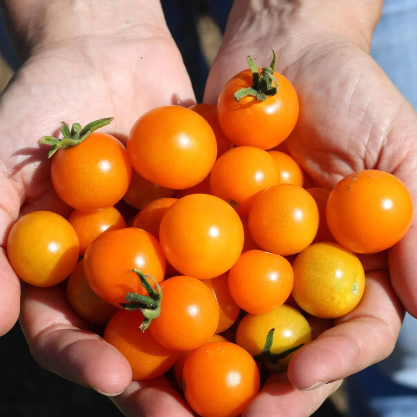 SunSugar Cherry Tomato Plugs - Image 2