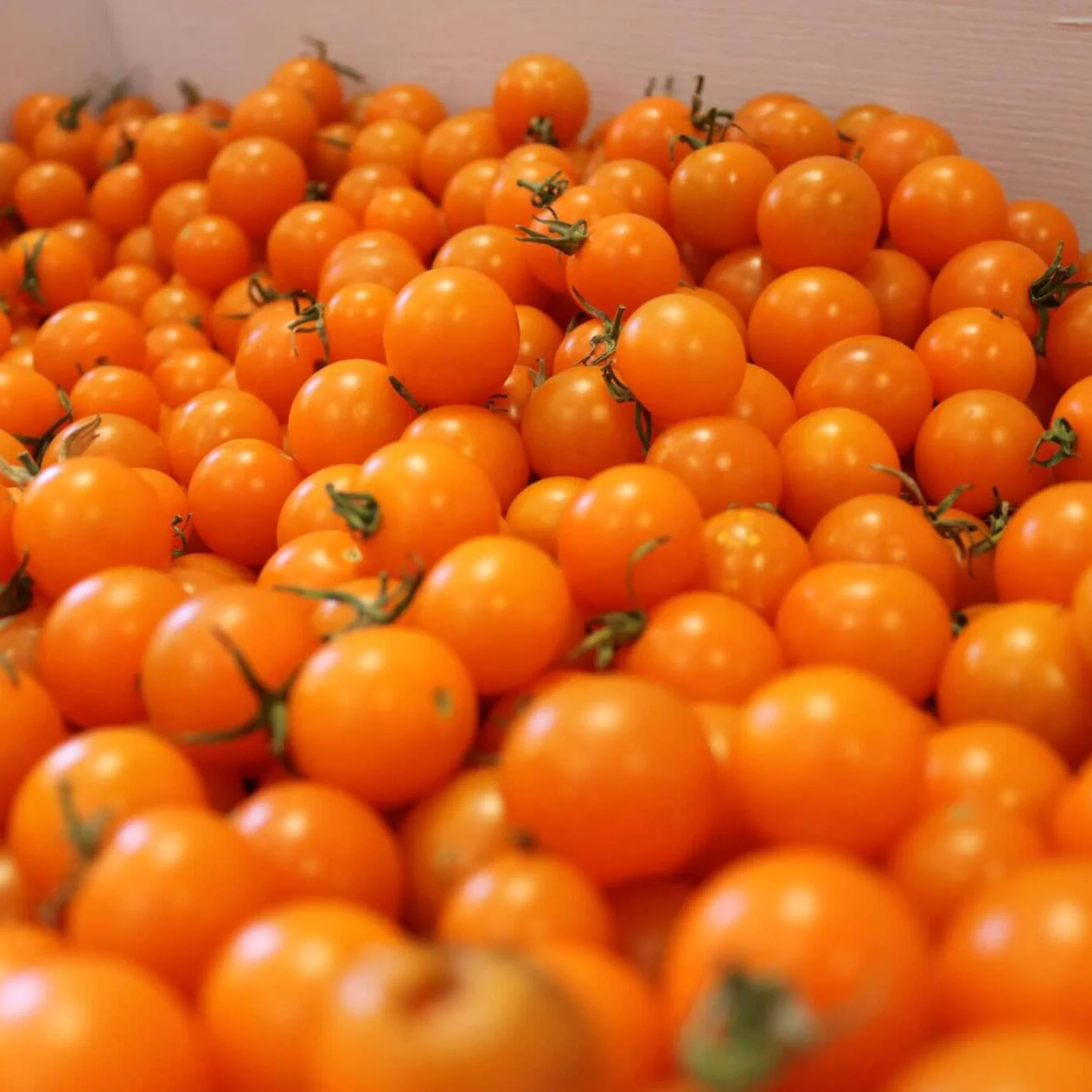 SunSugar Cherry Tomato Plugs - Image 3