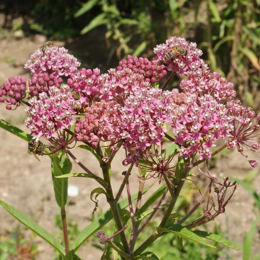 Swamp Milkweed - Image 2