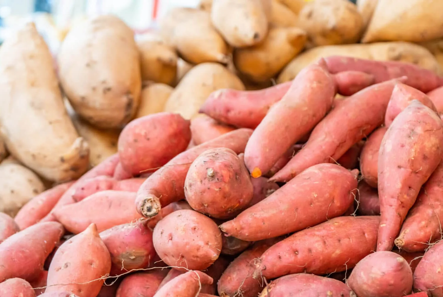 Sweet Potato Bundle