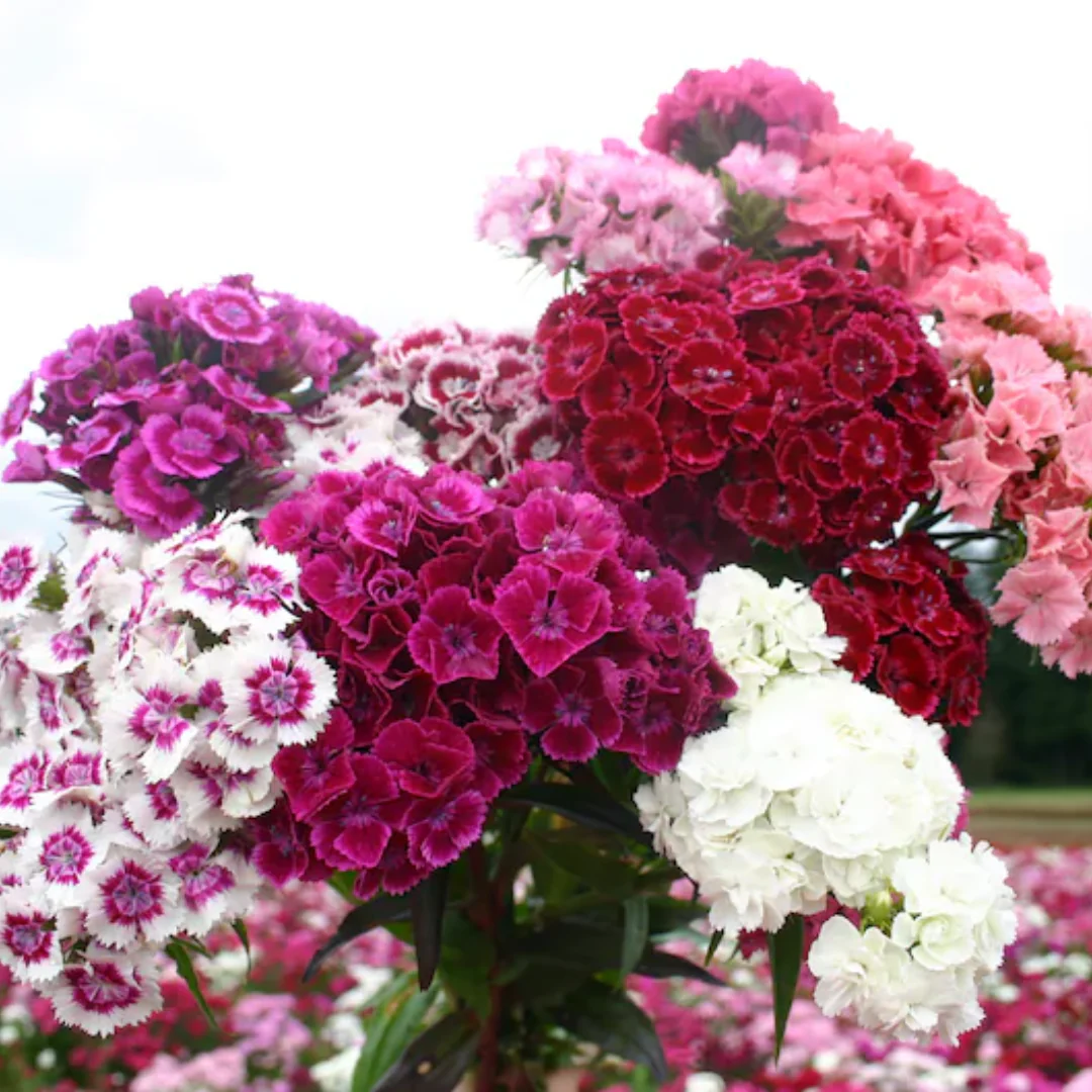 Sweet William Electron Mix - Image 2
